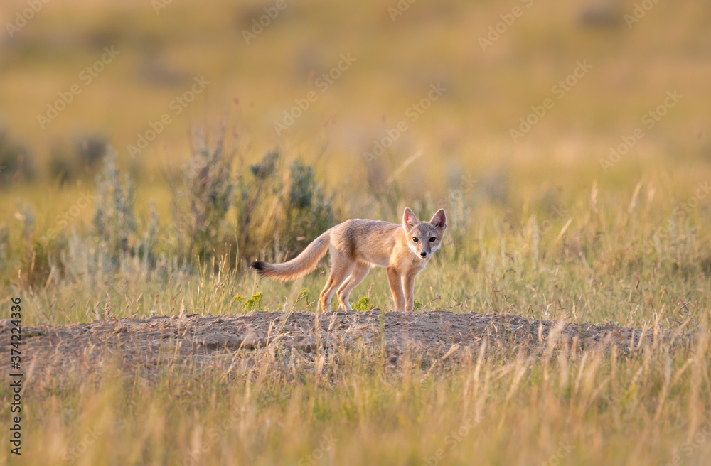 Obraz premium Endangered swift fox in the wild