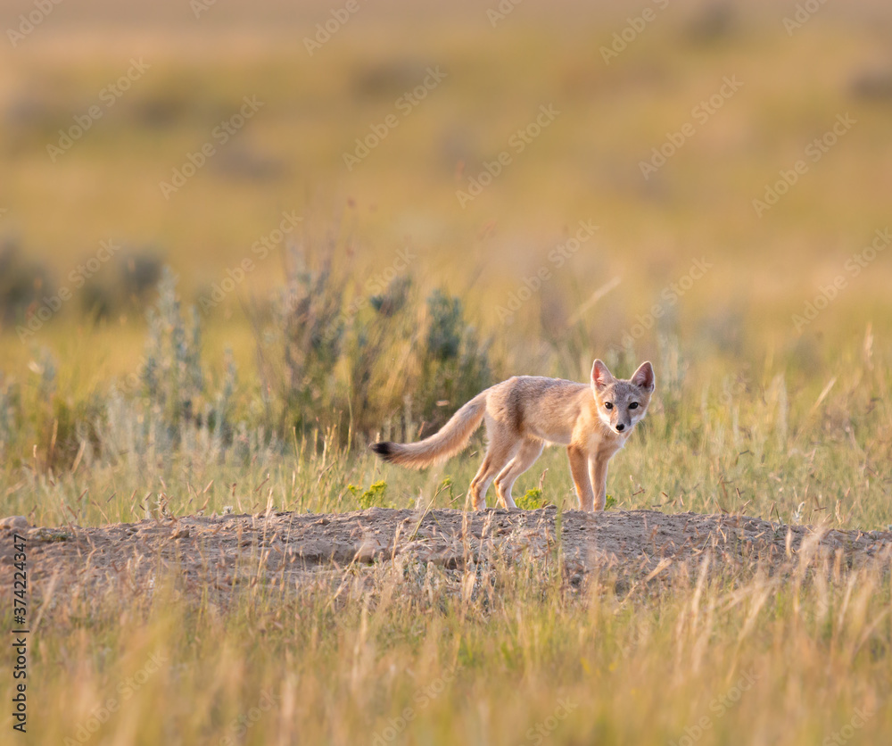 Obraz premium Endangered swift fox in the wild