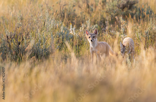 Fototapeta Naklejka Na Ścianę i Meble -  Endangered swift fox in the wild