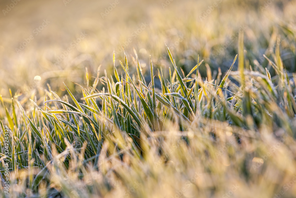 winter weather in an agricultural field