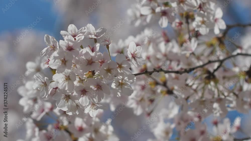 Cherry blossom in spring, with blue Sky background Cherry blossom in spring, with blue Sky background