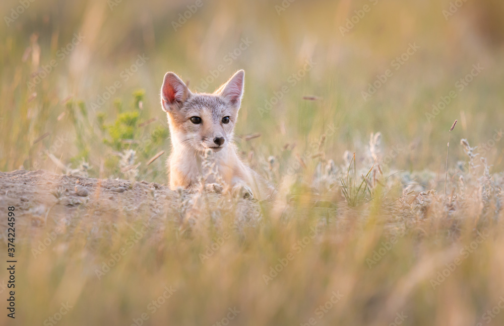 Endangered swift fox in the wild Endangered swift fox in the wild