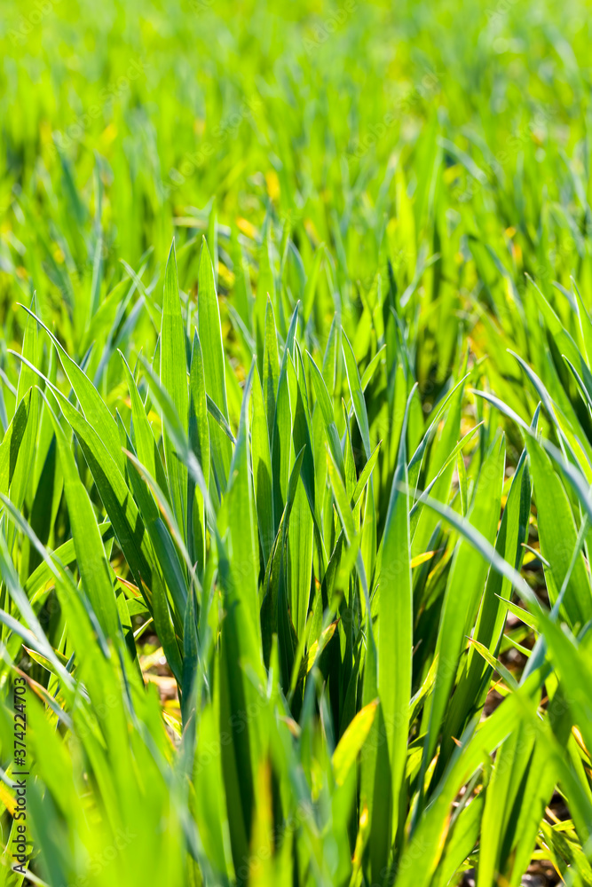wheat or other cereals wheat or other cereals