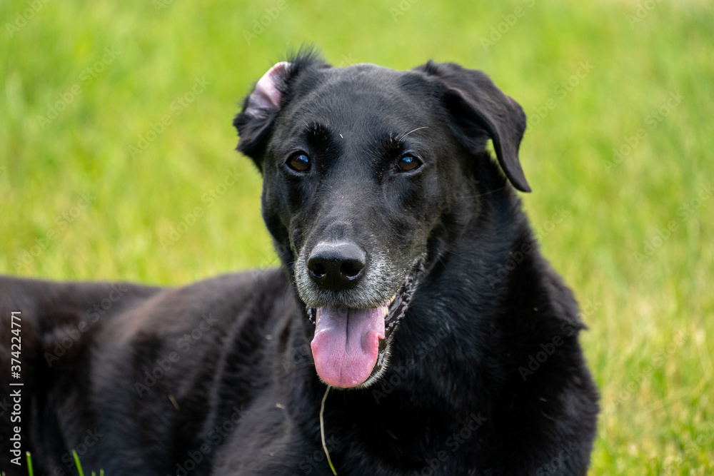 Portrait of a hapy black labrador retriever dog looking at camera with one ear flipped up and tounge out