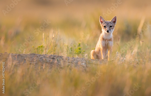 Endangered swift fox in the wild