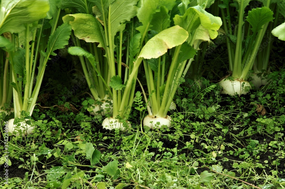 Obraz premium 収穫時期のかぶ