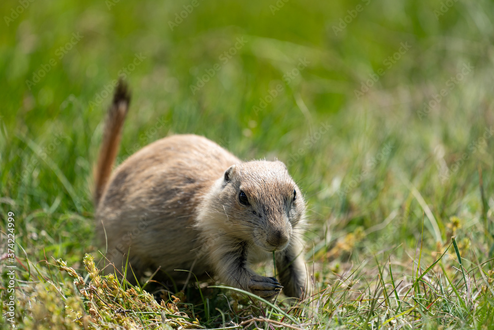 Adorable prairie dog eats grass. Taken at Devils Tower National Monumebt Adorable prairie dog eats grass. Taken at Devils Tower National Monumebt