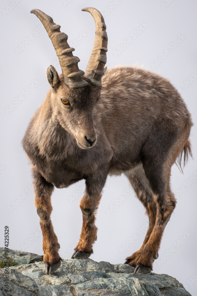 Wild Alpine ibex steinbock male or bouquetin on rocky mountain vertical view at Gornergrat above clouds Swiss Alps Switzerland Wild Alpine ibex steinbock male or bouquetin on rocky mountain vertical view at Gornergrat above clouds Swiss Alps Switzerland