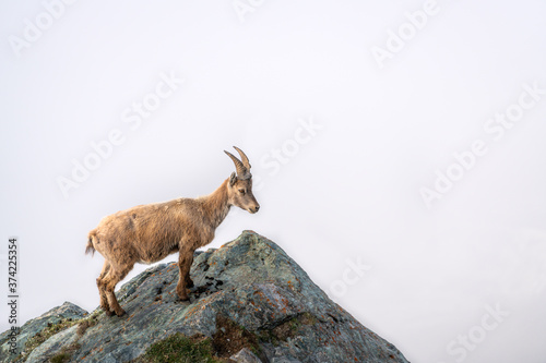 Wild Alpine ibex steinbock or bouquetin on rocky mountain looking at a sea of clouds at Gornergrat Swiss Alps Switzerland