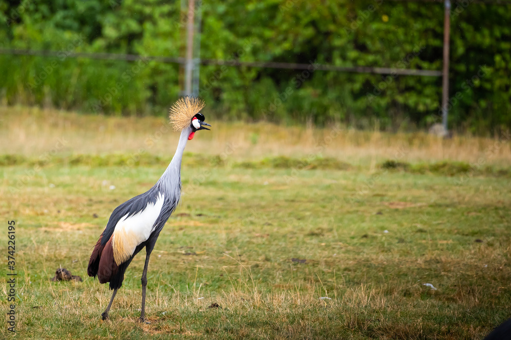 Fototapeta premium Żuraw mandżurski, znany również jako żuraw czarnoczuby, to ptak z rodziny żurawi Gruidae. Występuje na suchej sawannie w Afryce na południe od Sahary, choć gniazduje w nieco wilgotniejszym habicie