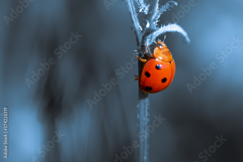 Beautiful close up image of cute ladybug creeping on plant stem 