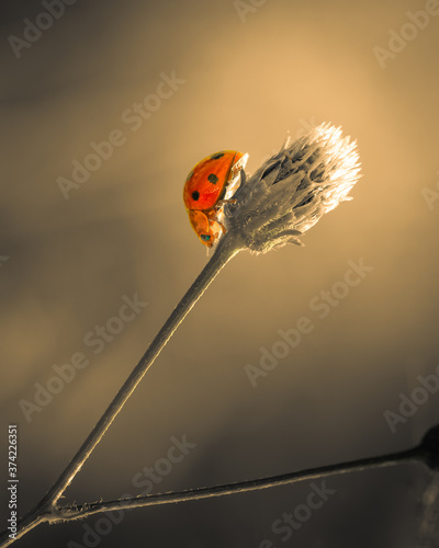 Beautiful close up image of cute ladybug creeping on plant stem 