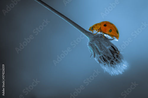 Beautiful close up image of cute ladybug creeping on plant stem 
