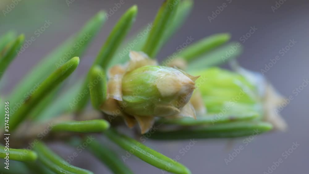 The budding flowers of the green plant on the wall The budding flowers of the green plant on the wall