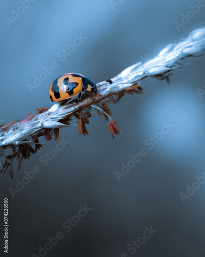 Close up image of ladybug creeping on branches with beautiful toned color