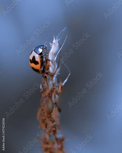 Beautiful image of ladybug in close up