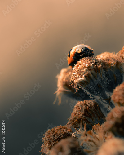 Beautiful image of ladybug in close up