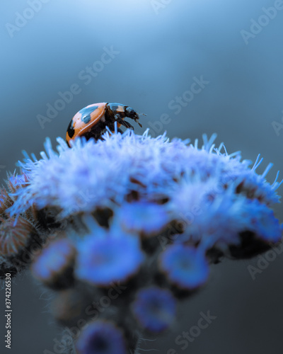Beautiful image of ladybug in close up