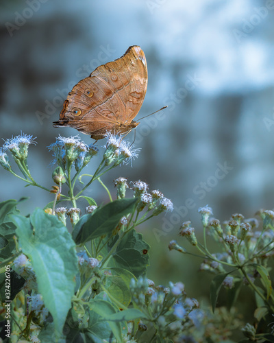 Side view of Butterfly pollinating wild flowers while flying