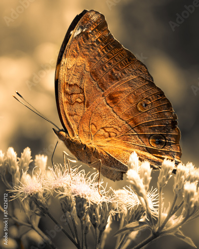 Side view of Butterfly pollinating wild flowers while flying