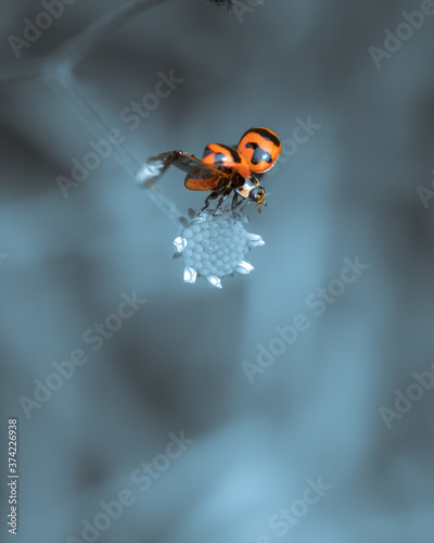 Close up view of a Ladybug is ready to fly 