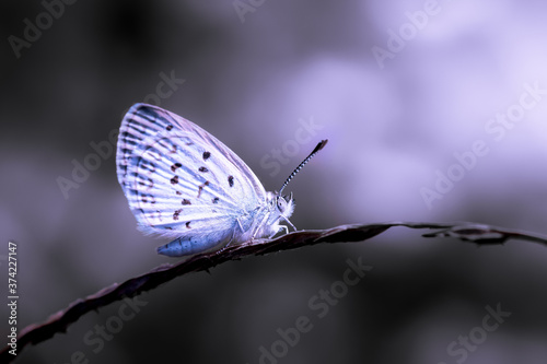 Beautiful Macro moody art of little butterfly sitting and resting on twig plant