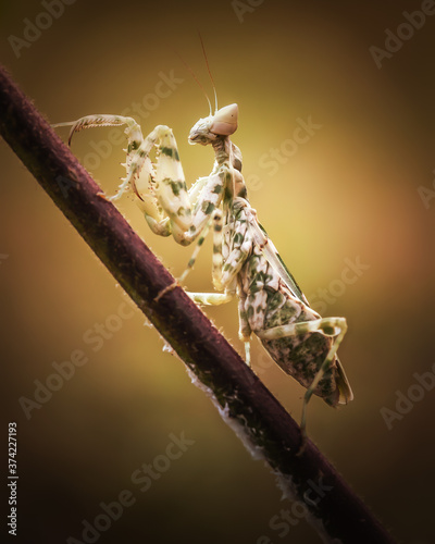 Beautiful macro art of praying mantis is ready to fight