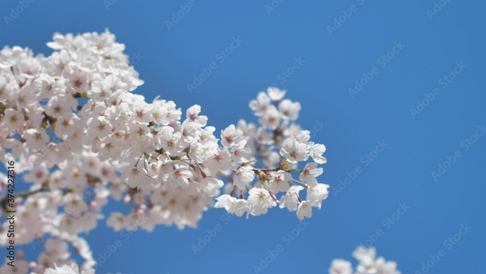 Cherry blossom in spring, with blue Sky background Cherry blossom in spring, with blue Sky background
