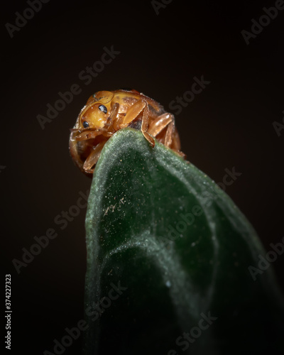 Close up image of ladybird sitting at the edge of leaf