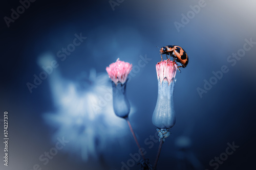 Close up image of cute ladybird sitting at the top of flower bud
