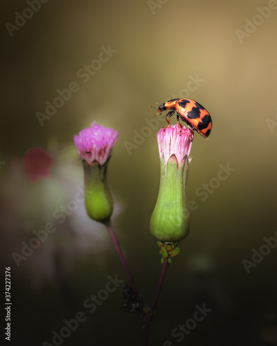 Close up image of cute ladybird sitting at the top of flower bud