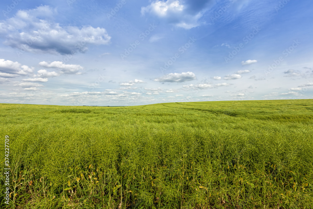 an agricultural field