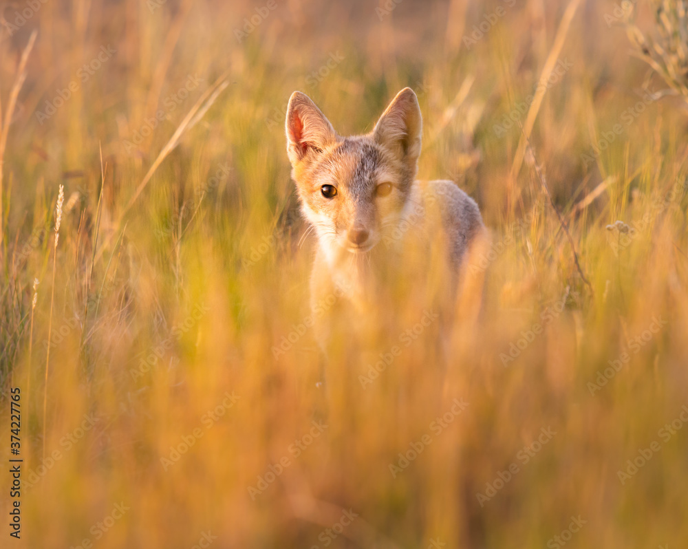 Endangered swift fox in the wild Endangered swift fox in the wild