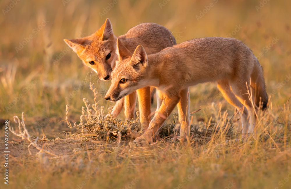 Endangered swift fox in the wild