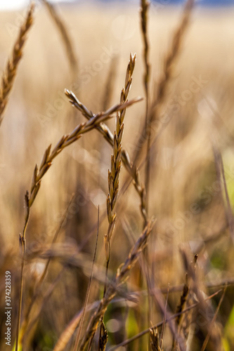 wheat, rye,barley and oats