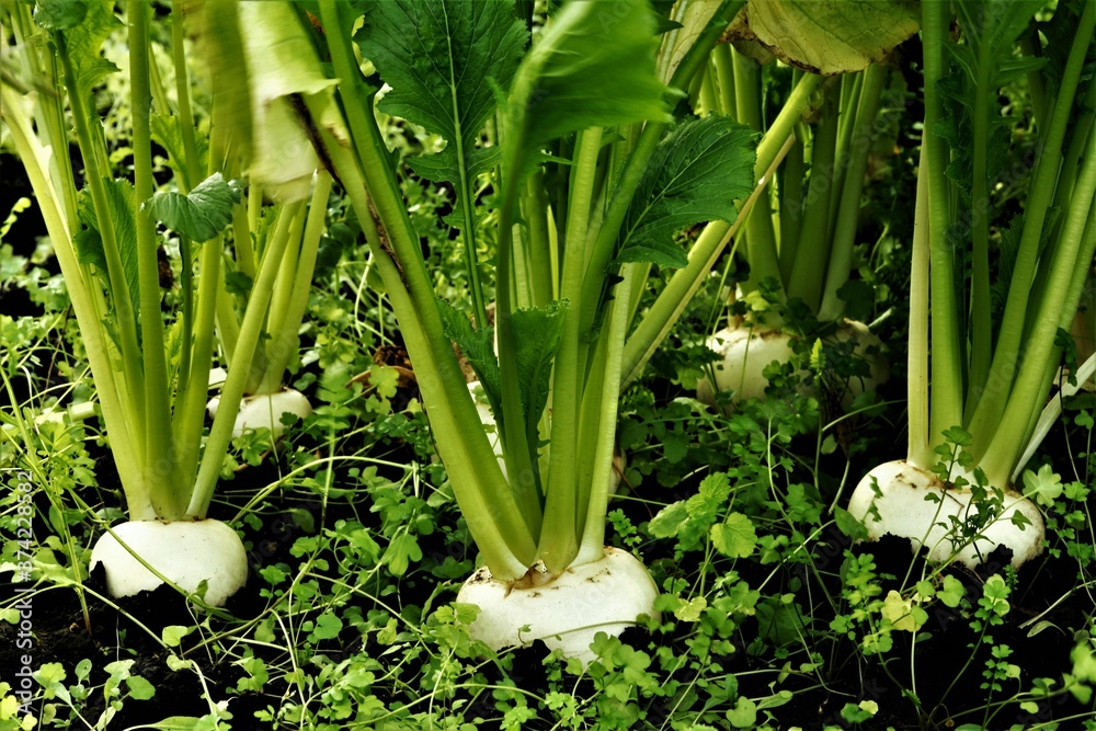 Obraz premium かぶ畑