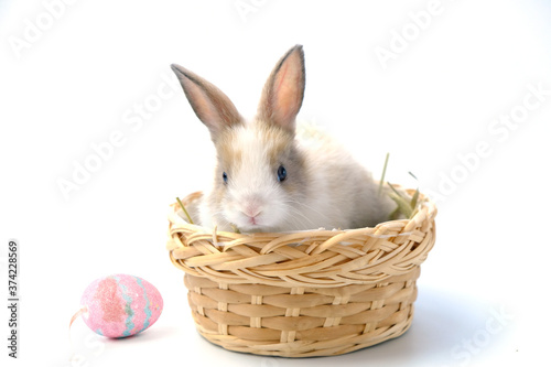 Rabbit sitting in a wooden basket resting on a white background.