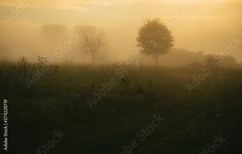 morning mist over the field