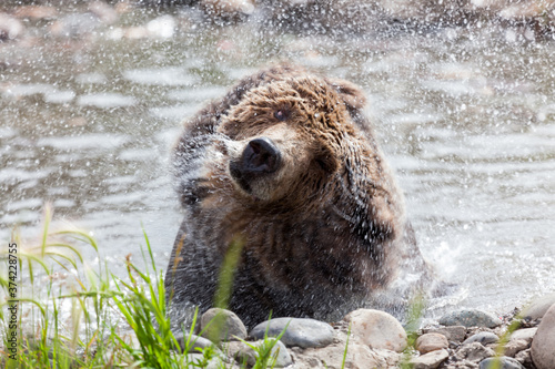 Grizzly Bear Shake