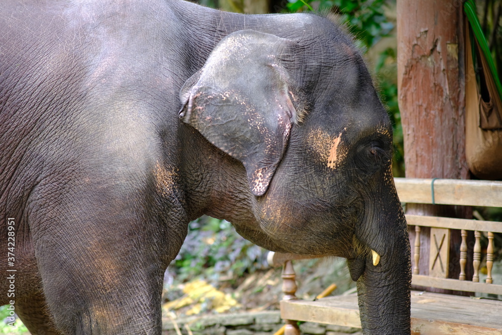 Fototapeta premium close up elephant and thailand elephant background