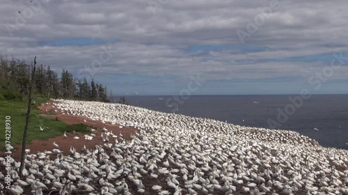 Northern Gannets Colony on Bonaventure Island, Quebec photo