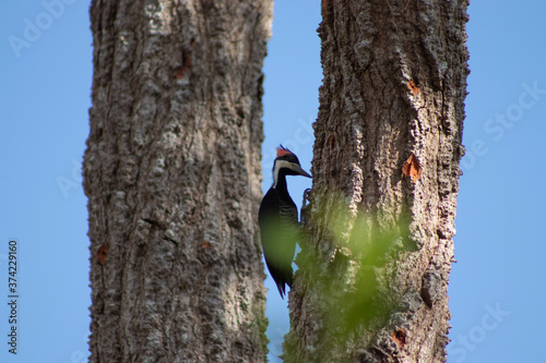 woodpecker on a tree