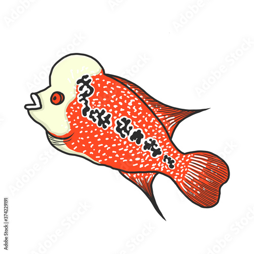 flowerhorn fish vector illustration. hand draw style