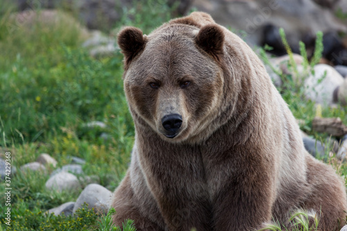 Sitting Grizzly Bear