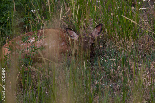 Hidden Baby Elk with Spots photo