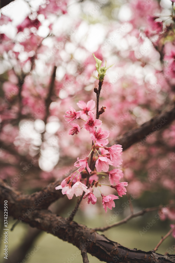 Pink Cherry Blossom Pink Cherry Blossom