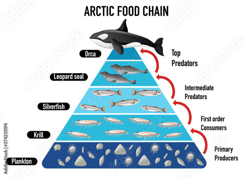 Arctic food chain pyramid