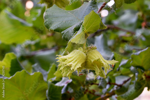 American Hazel Pair 01