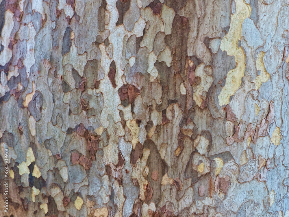 tree bark texture - obrazy, fototapety, plakaty 