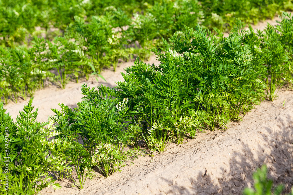 Obraz premium useful and safe food